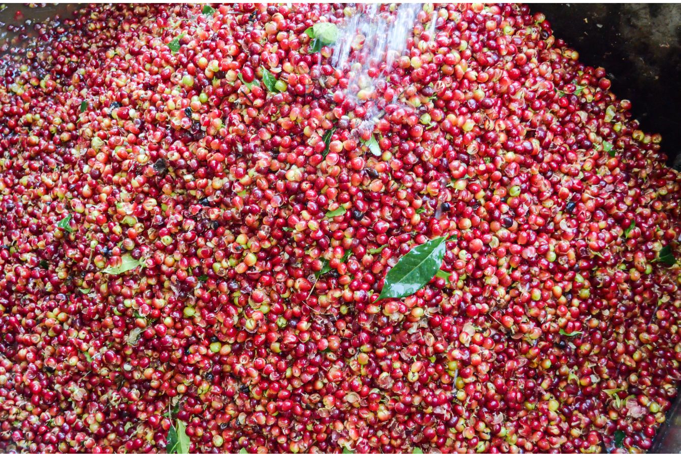 Nhà cung cấp cà phê hạt rang Arabica chế biến ướt